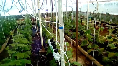 Огурцы для теплицы: 9 лучших урожайных сортов, которые стоит посадить |  ivd.ru