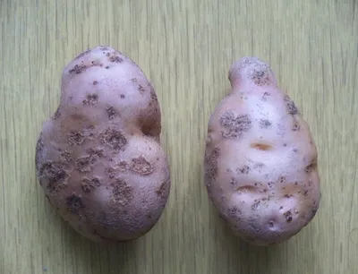 Причины парши картофеля и лучшая покровная культура для профилактики