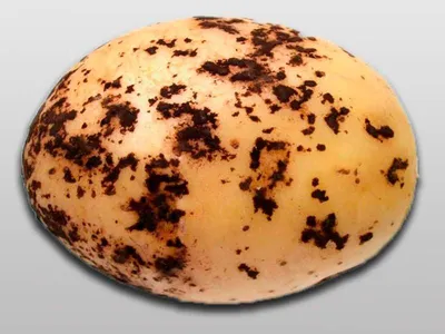 Серебристая парша картофеля | Торговый Дом «КЧХК»