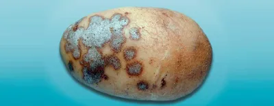 Серебристая парша картофеля: вредоносность, симптомы, меры борьбы