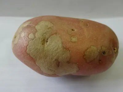 Распространённая ошибка: садоводы раскрыли, почему появляется парша на  картофеле