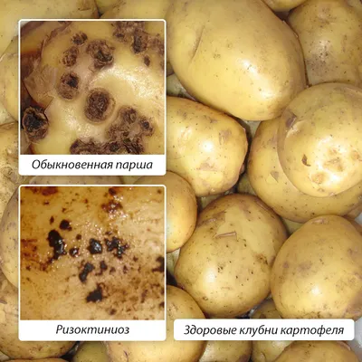 В нескольких партиях отечественного картофеля была обнаружена парша  серебристая | 06.01.2016 | Общество | Центр71 - все новости Тулы