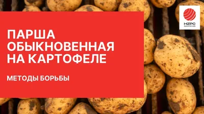 Обыкновенная парша картофеля