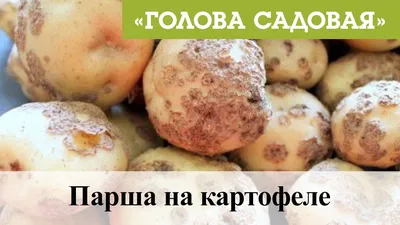 Обычная парша на семенном картофеле. Причины проявления и последствия.