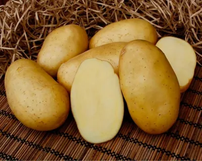 Простой дедовский метод - как лечить картофель от парши — УНИАН