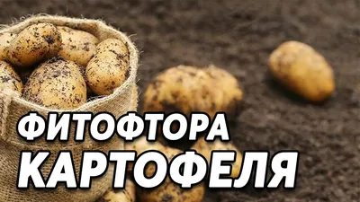 Лучшие сорта картофеля для длительного хранения