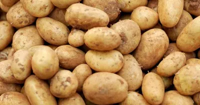 В Северном Казахстане картофель поразил грибок - парша, - фермеры -  Телеканал «Астана»