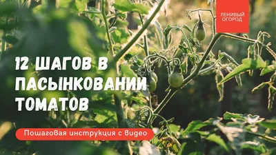 Пасынки у Томатов. Удалять или Нет? - YouTube