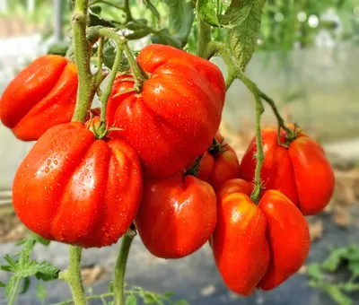 Удаляем ПАСЫНКИ у помидоров 🍅 / Removing Tomato Suckers | Помидоры,  Выращивание помидоров, Огород