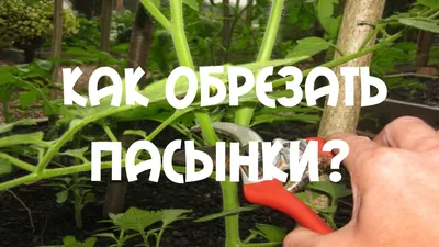 Как обрезать пасынки на помидорах? - YouTube