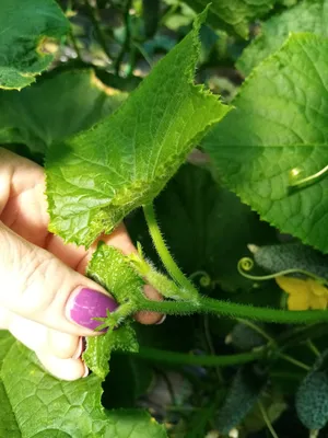 Почему скручиваются листья у томатов