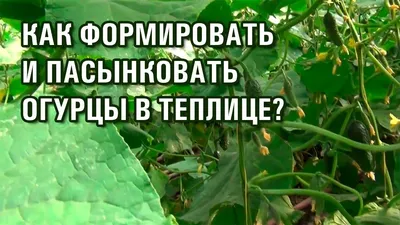 10 правил: как пасынковать огурцы в теплице | Полигаль Восток | Дзен