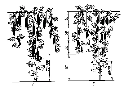 Особенности посадки огурцов на шпалере. Огурцы на сетке