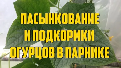 Как правильно посадить огурцы в теплице: посадка, уход и формирование куста