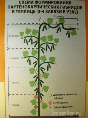 Как правильно формировать огурцы в парнике: пошаговая инструкция, схема