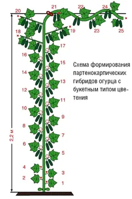 Самые урожайные сорта огурцов для теплицы - полезные статьи о садоводстве  от Agro-Market24