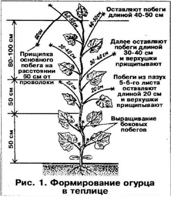 Чем болеют тепличные огурцы: признаки поражения, чем обрабатывать рассаду