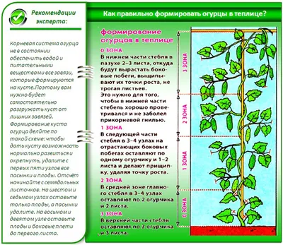 Клипса садовая для подвязки растений томатов клематисов орхидей огурцов  помидор - купить по выгодной цене в интернет-магазине OZON (984939831)