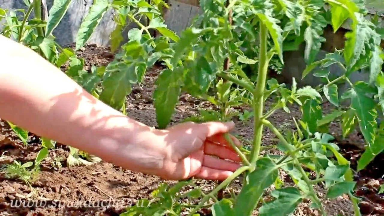 Пасынкование помидоров в открытом. Пасынковать помидоры. Правильное пасынкование томатов. Пасынковать томаты. Пасынковать помидоры правильно.