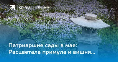 Патриаршие сады, Владимир - «Уголок живой природы в историческом центре  города » | отзывы