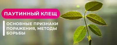 клещ | Результаты поиска | АППЯПМ