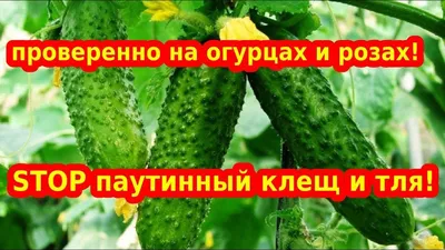 Паутинный клещ: основные признаки поражения, методы борьбы