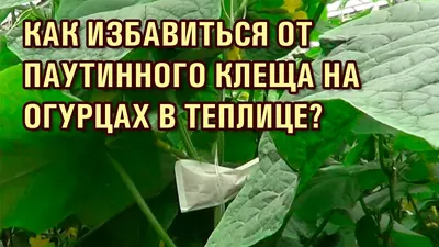 КАК ИЗБАВИТЬСЯ ОТ ПАУТИННОГО КЛЕЩА НА ОГУРЦАХ В ТЕПЛИЦЕ? - YouTube