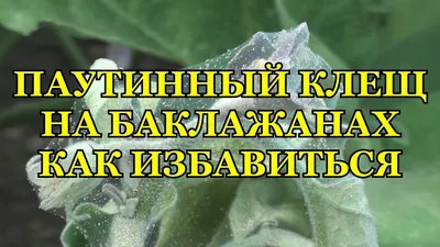 Как спасти помидоры от паутинного клеща с помощью хозяйственного мыла