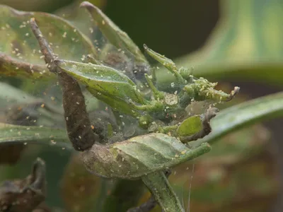 Syngenta - Семена овощных культур - Основные вредители томатов закрытого  грунта К сожалению, даже современные профессиональные теплицы не могут  полностью гарантировать защиту ваших томатов от вредителей. Среди наиболее  опасных насекомых – томатная