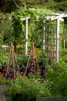 Перголы в саду. Ландшафный дизайн | flokus.ru - ландшафтный дизайн