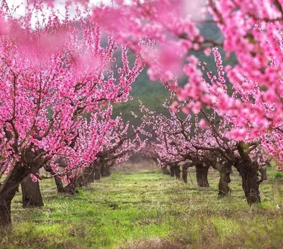 Летний персиковый сад Stock Photo | Adobe Stock