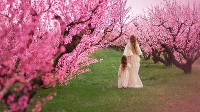 Персиковый сад (53 фото) - 53 фото