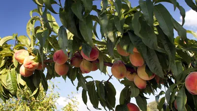 Весна в Каталонии: в долине Айтона зацвели персиковые сады . Испания  по-русски - все о жизни в Испании