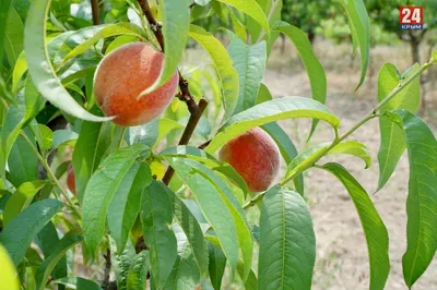 В Волынской области (Украина) начал плодоносить персиковый сад • EastFruit