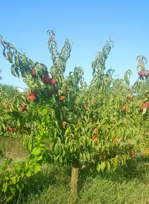 Персиковые сады в Крыму - 75 фото