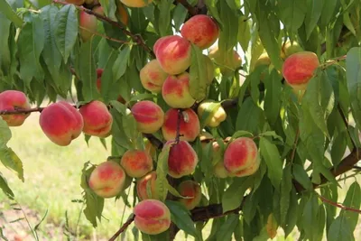 Персиковый сад персик, дерево, …» — создано в Шедевруме