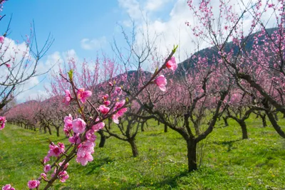 Цветущий персиковый сад в окрестностях Бахчисарая. Наслаждение прекрасным.  | Новости курортов Крыма