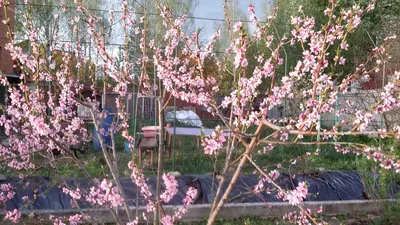 Цветущий персиковый сад. Крым — Фото №87228