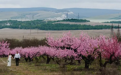 Как цветут персиковые сады в Крыму