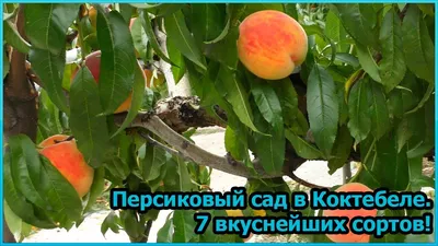 Персиковый сад» — создано в Шедевруме