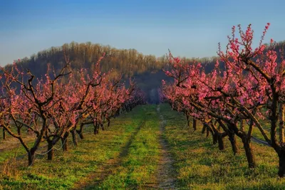 Персиковые сады. Фотопрогулки. Фотограф Ялта, Севастополь, Балаклава