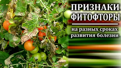 УЗНАЙТЕ ПРИЗНАКИ ФИТОФТОРОЗА ТОМАТОВ НА РАЗНЫХ СТАДИЯХ РАЗВИТИЯ БОЛЕЗНИ |  Любимая усадьба | Дзен