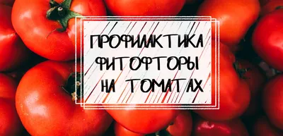 Фитофтороз: причины, симптомы и меры борьбы