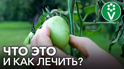 Профилактика фитофторы на томатах