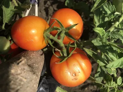 Фитофтороз томата: описание,симптомы и методы борьбы с заболеванием | Bayer  Crop Science Беларусь