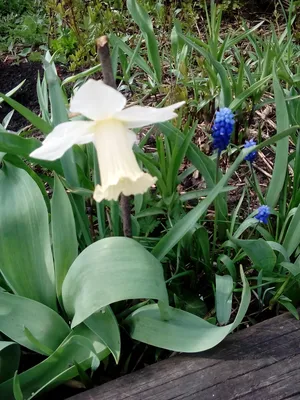 Первые весенние цветы в моем саду, белоцветники и галантусы. | Дачная  авантюристка | Дзен