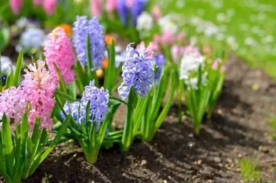 первые весенние цветы в саду. цветущий шафран сажает или весна. теплый  ландшафт Стоковое Фото - изображение насчитывающей трава, травянисто:  241380386