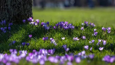 закрытие белой примрозы. первые весенние цветы в лесу. Стоковое Фото -  изображение насчитывающей бобра, парк: 217835404