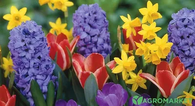 Первые Весенние Цветы Выращивают, Которые Выращиваются В Саду. Фотография,  картинки, изображения и сток-фотография без роялти. Image 57173455