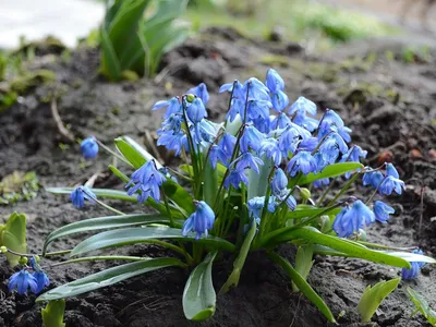 В Брянском ботаническом саду начали распускаться первые весенние цветы -  новости, брянские новости | РИА «Стрела»